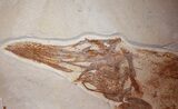 Extremely Rare Paddlefish - Green River Formation #31428-1